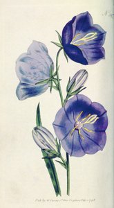 Pfirsichfarbene Glockenblume oder Campanula (Campanula persicifolia var. maxima), Tafel 397 aus William Curtis The Botanical Magazine (oder Flower Garden Displayed), veröffentlicht 1792